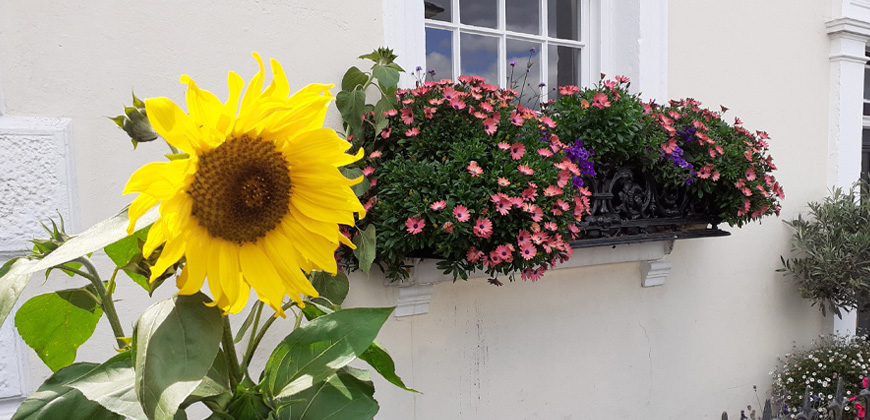 Success in the 2021 South and South East in Bloom awards