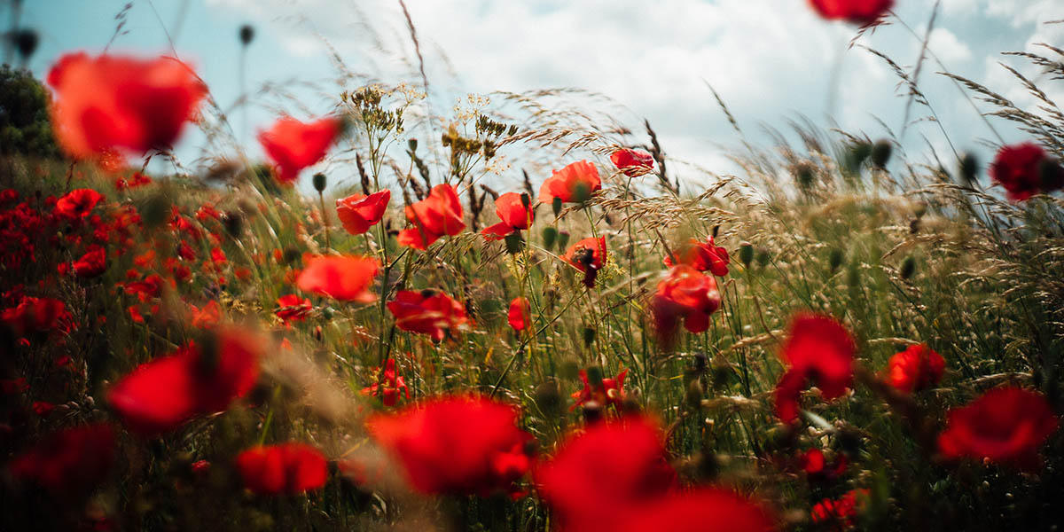 Field of poppies