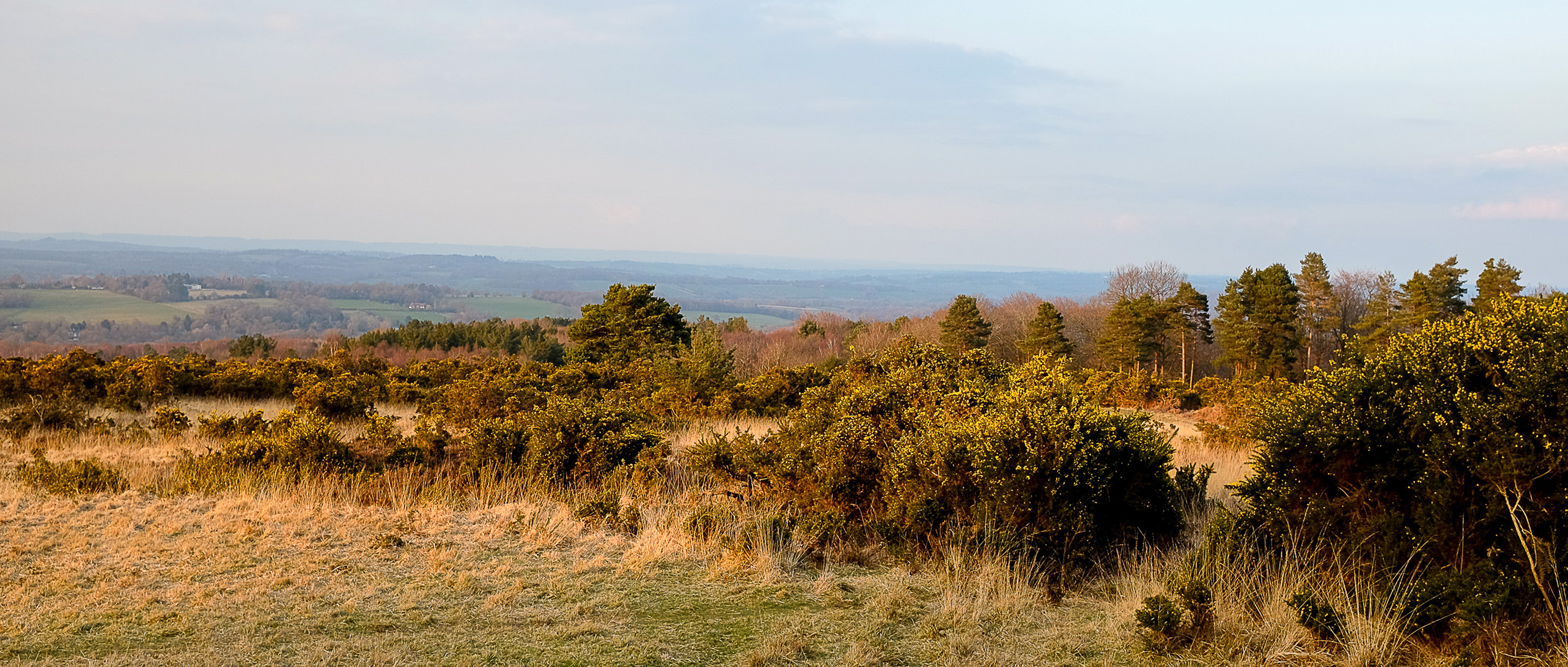 Ashdown Forest